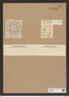 Asteromphalus moronensis (Grev.) Rattr. (de-Toni-Nr.: Genus 236, Species 5689) Zeichnungen Sammlung Grunow Nr. 9688 (NHMW-BOT-W0379627)